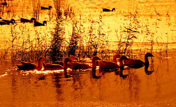 红湖湿地.jpg